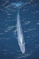 /album/la-ballena-azul/images-8-jpg/